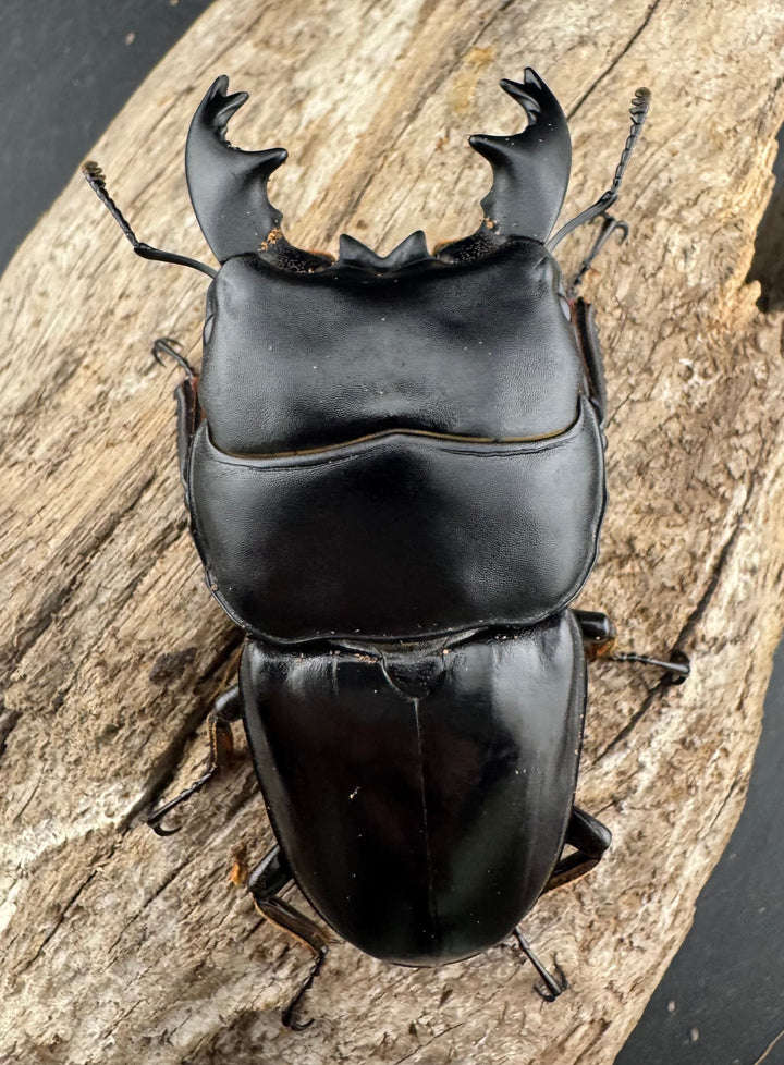 【WD】《アルキデスヒラタ ベンクール産 短歯 73mm ペア》