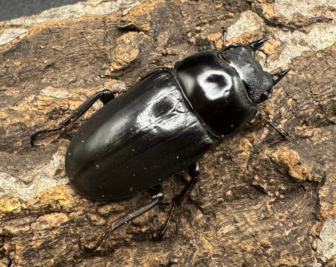 《ドンキエルコクワ亜種ハンプイ（黒ドンキ） 39ｍｍ ♀単》