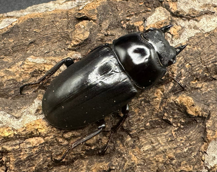 《ドンキエルコクワ亜種ハンプイ（黒ドンキ） 39ｍｍ ♀単》