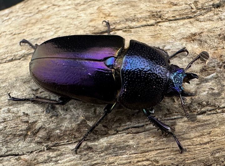 《パプアキンイロクワガタ 38mm ペア》