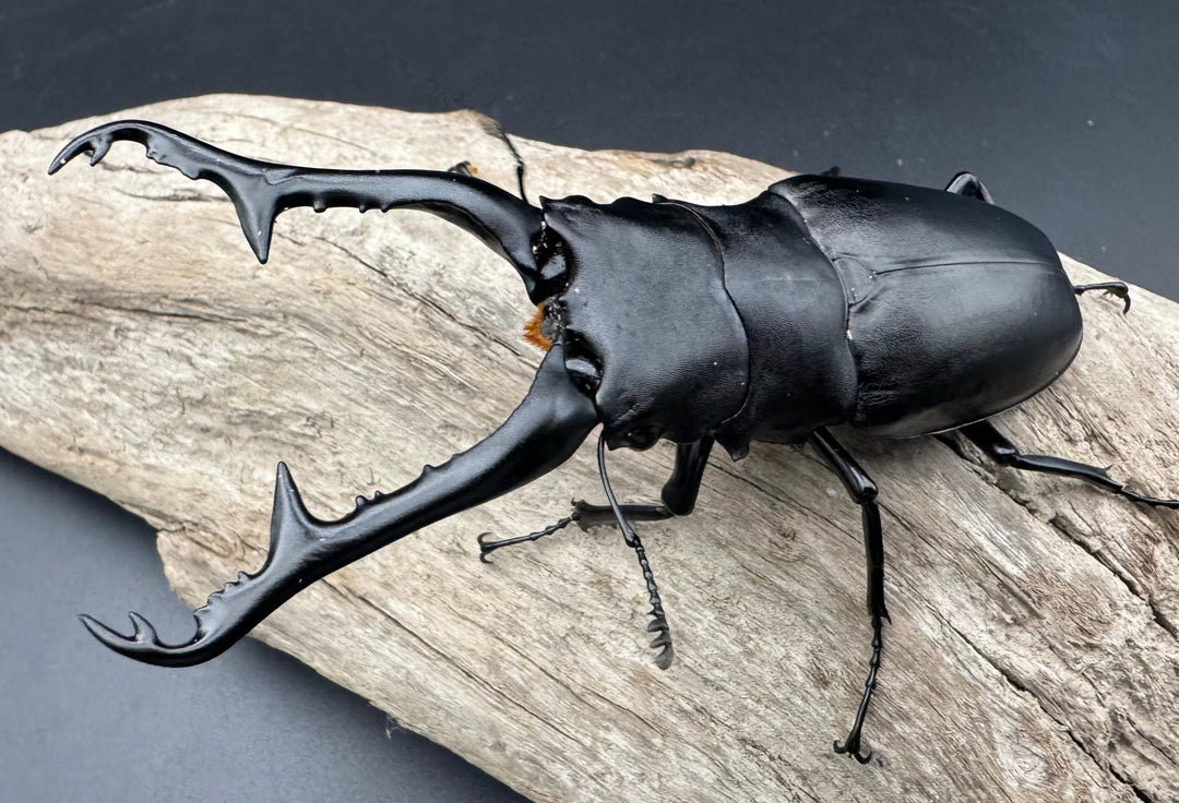 《ギラファノコギリ亜種ケイスケ 111mm ペア》