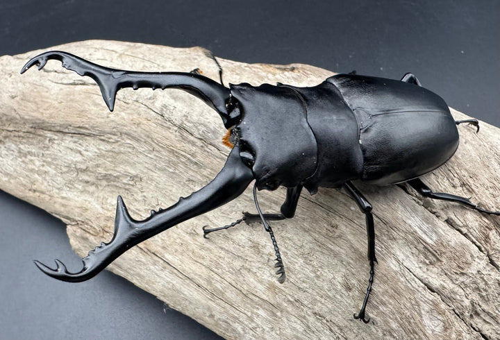 《ギラファノコギリ亜種ケイスケ 111mm ペア》