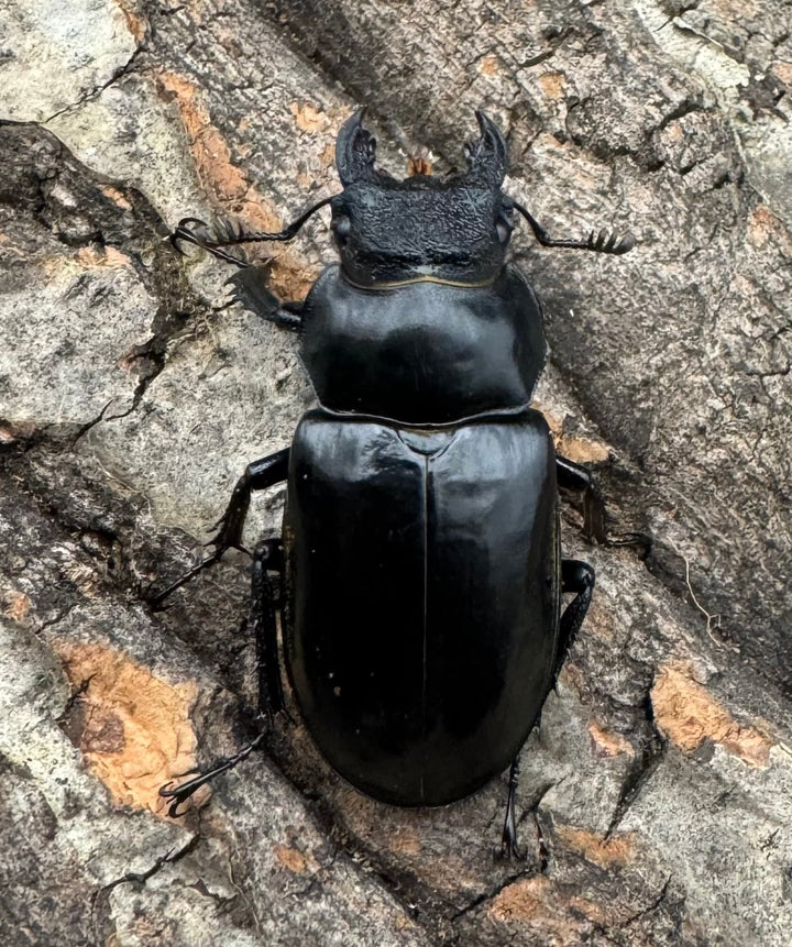 【WD】《チェンミヤマ メトク産 37mm ♀単》