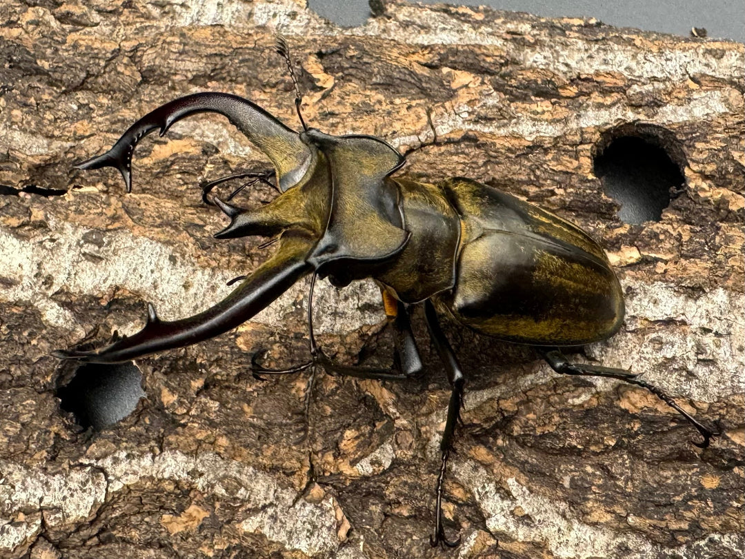 【WD】《チベットミヤマ亜種フルキフェル 75mm ♂B品ペア》