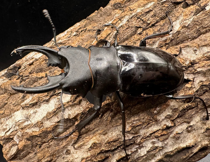 【WD】《ベリコサツヤクワガタ 80mm ペア》