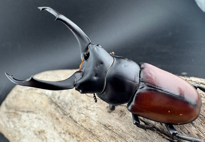 【WD】《マクレイコクワ チベット産 62.5mm A'品ペア》