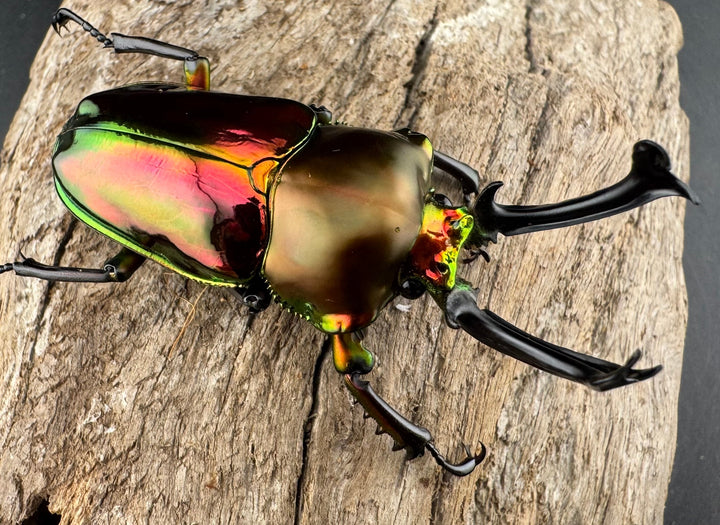 《ニジイロクワガタ 60.5mm ペア》