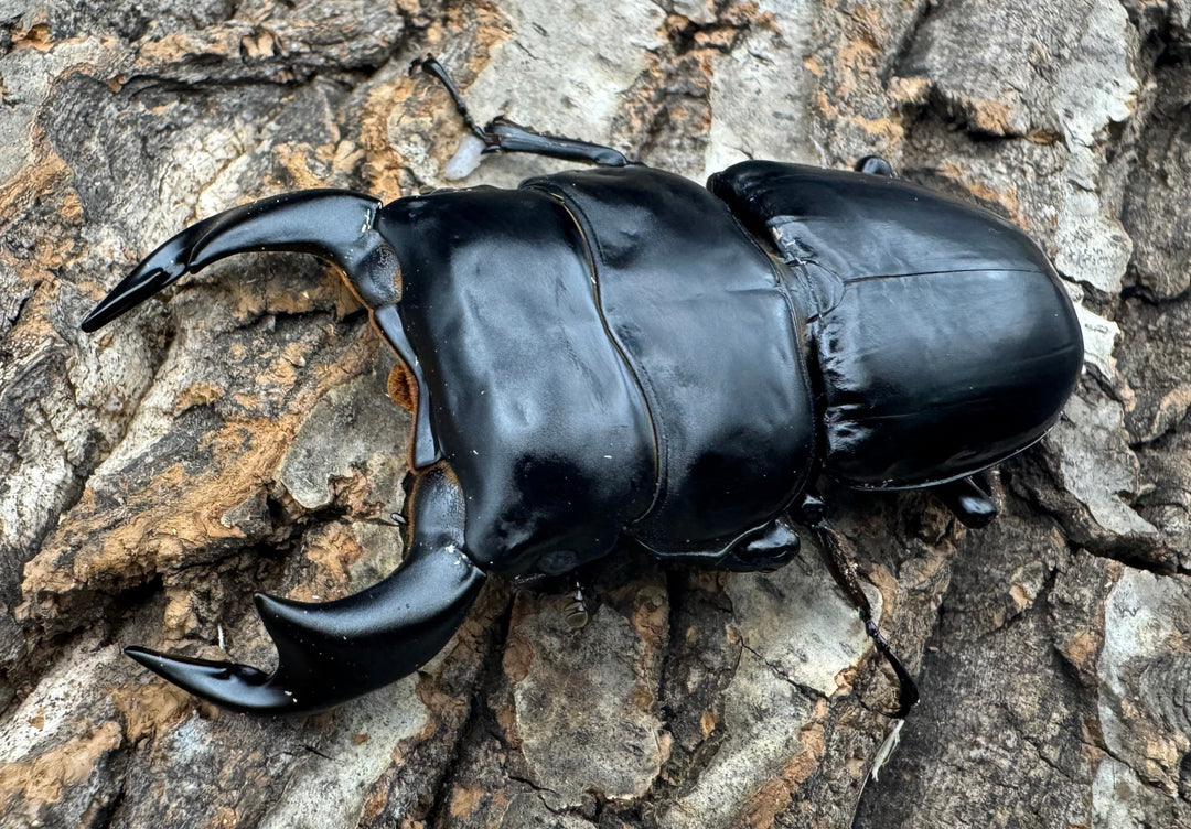 《インドアンタエウス サディア産 82mm ペア》