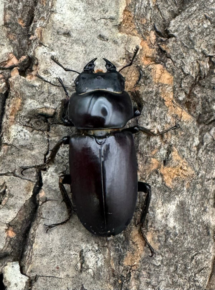 【WD】《ラティオキナティブスコクワ ssp. チベット産 28mm ♂♀♀トリオ》