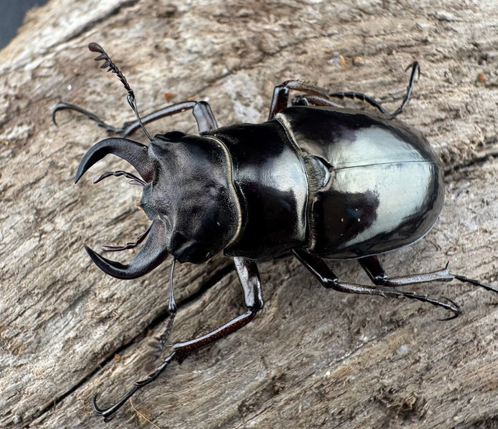 【WD】《プロメテウスミヤマクワガタ 34mm ペア》