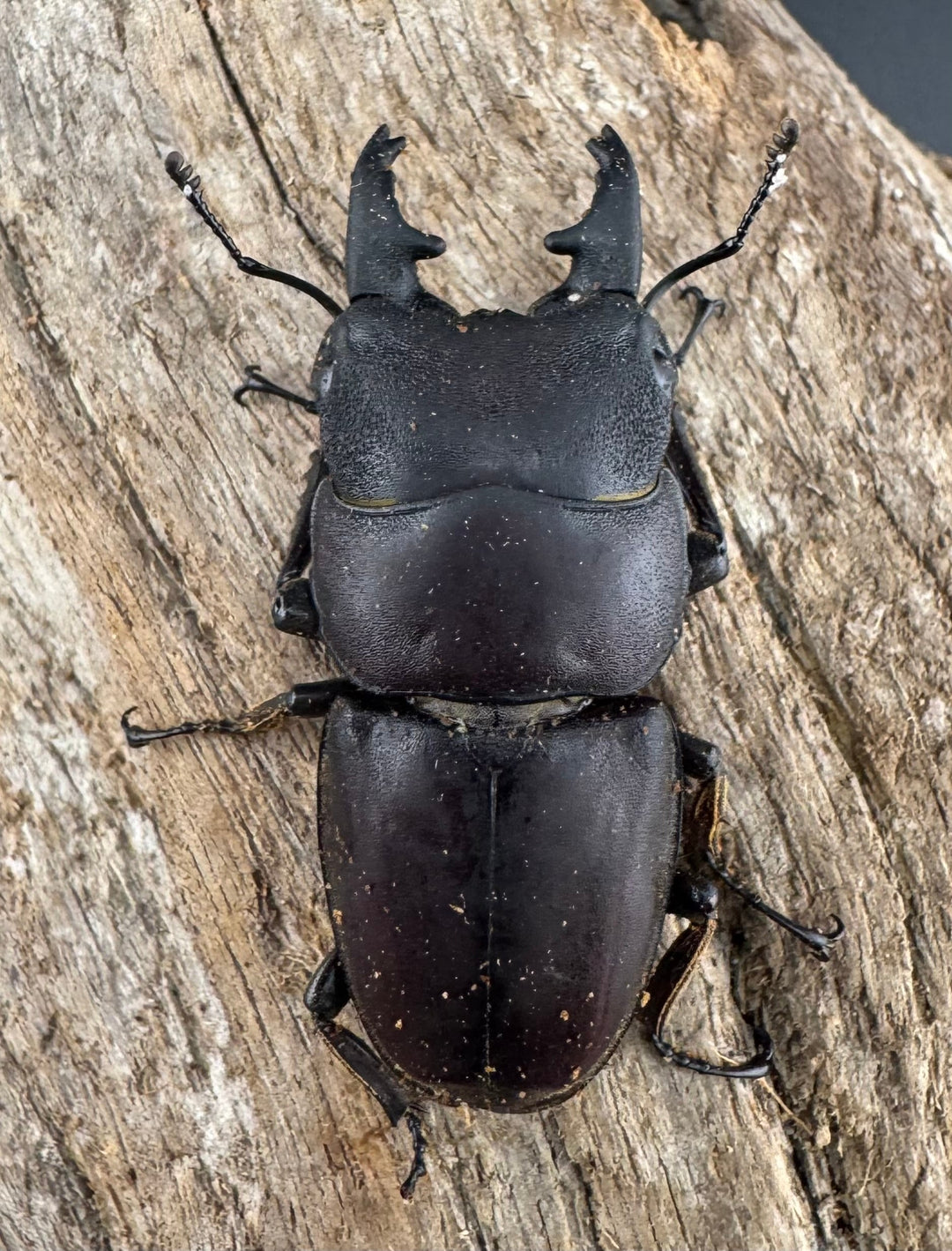 【WD】《タウルスヒラタ パラワン亜種 ロハス産 43.5mm A’品ペア》