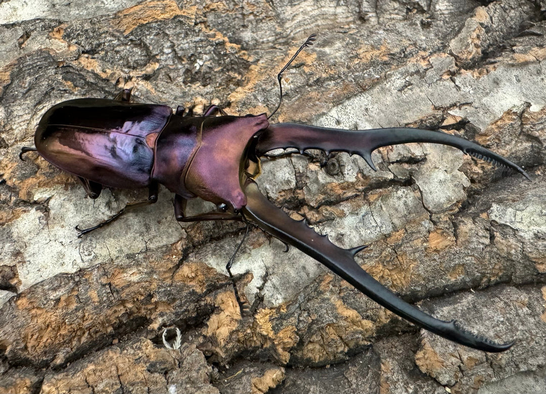 【美麗】《メタリフェルホソアカ 82mm ペア》セルヴォラン氏ブリード個体