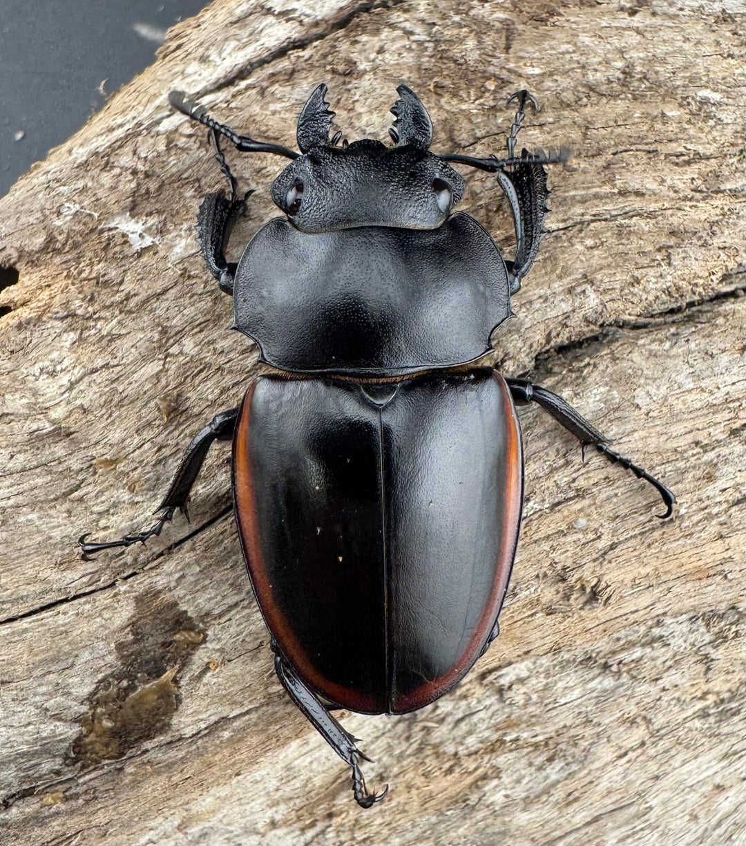 【WD】《クベラツヤクワガタ亜種sinensis 浙江省産 74.5mm ペア》