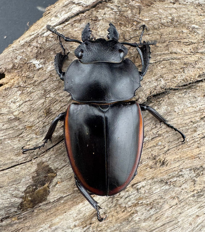 【WD】《クベラツヤクワガタ亜種sinensis 浙江省産 74.5mm ペア》