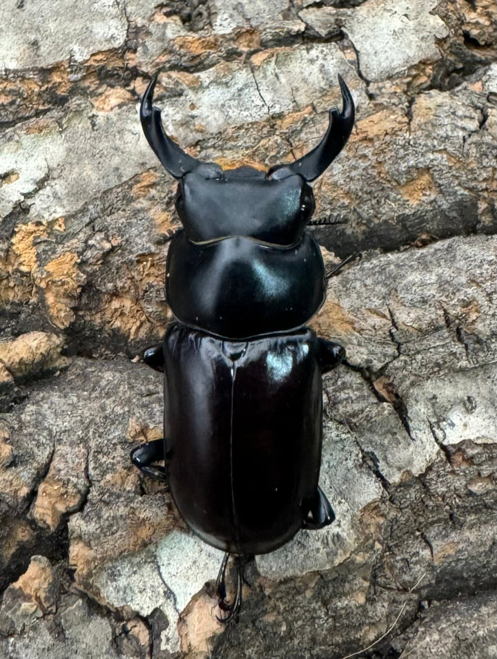 【WF2】《ドルクス ニンティエンシス（リンジー） 36mm ペア》