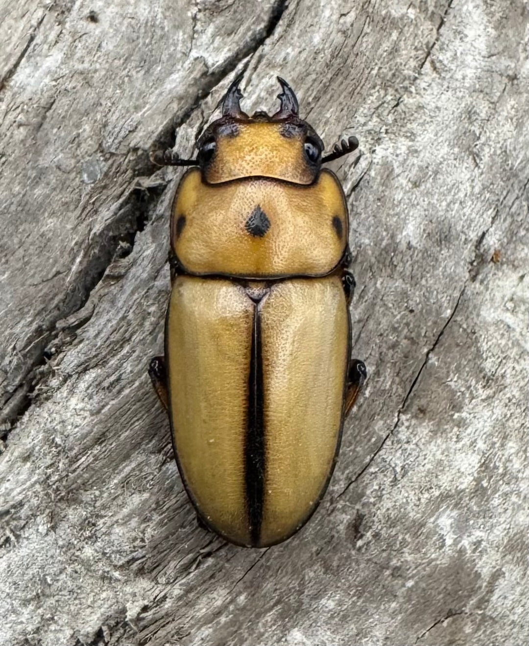 【WD】《オキピタリスノコギリ原名亜種 パロロ パル産 46.5mm ペア》