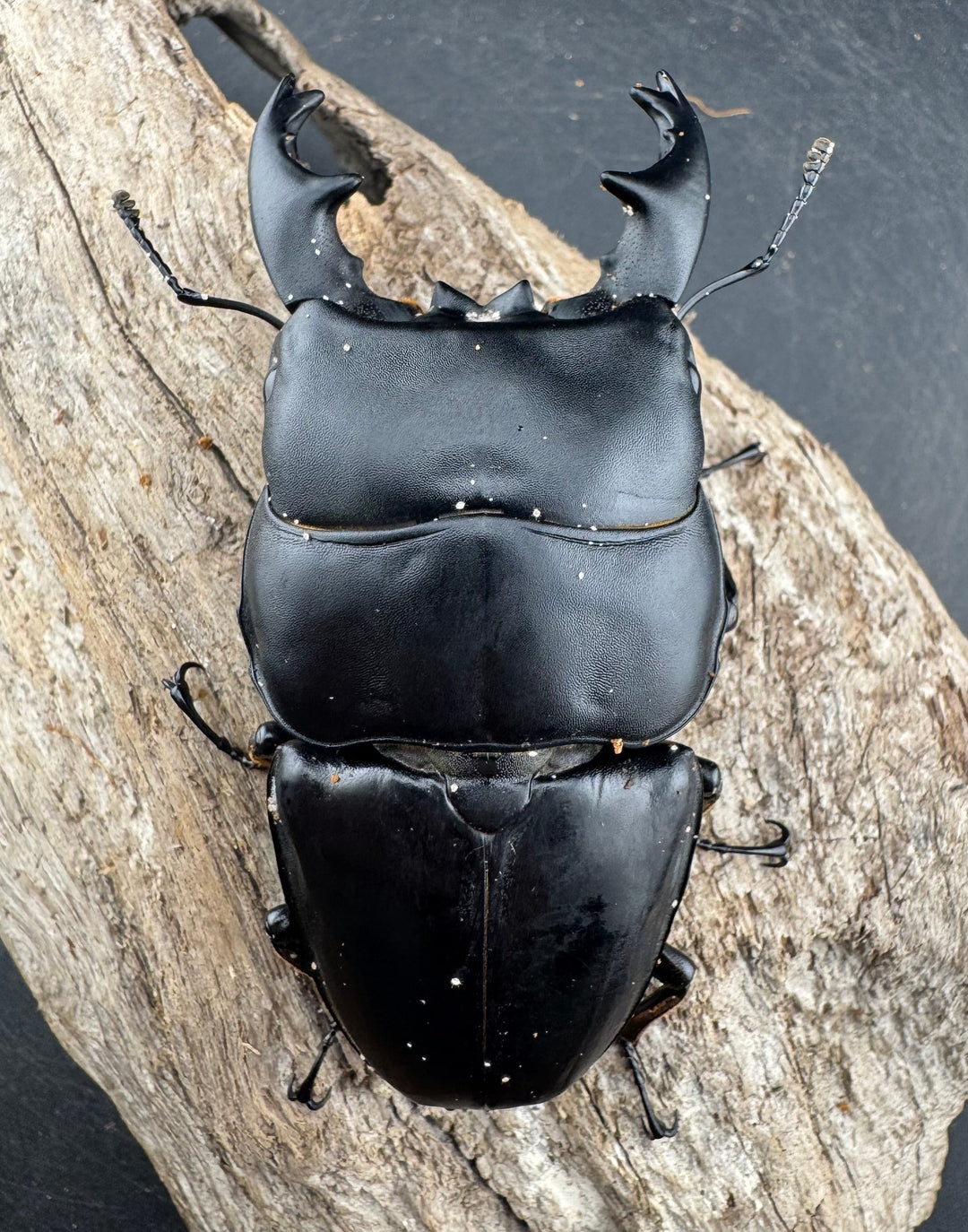 【WD】《アルキデスヒラタ ベンクール産 86mm 胸幅35mm ペア》