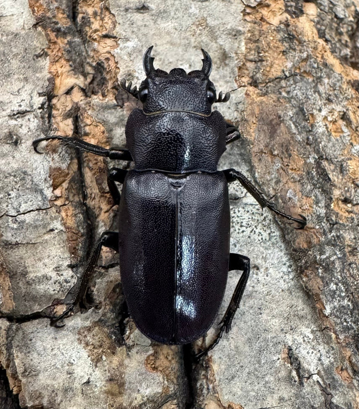 【美麗】《メタリフェルホソアカ 77mm ペア》わたくわ氏ブリード個体