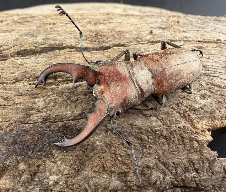 【WD】《スズムラホソアカ ロハス産 36mm ペア》