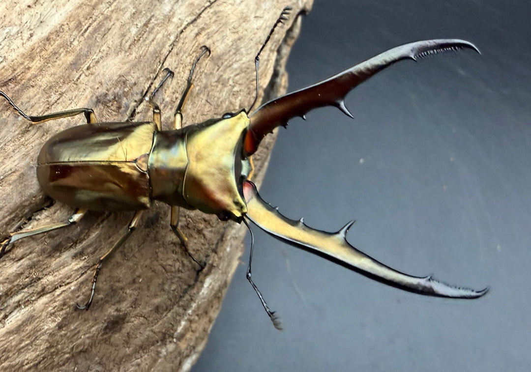 《メタリフェルホソアカ亜種サンギレンシス 71.5mm ペア》
