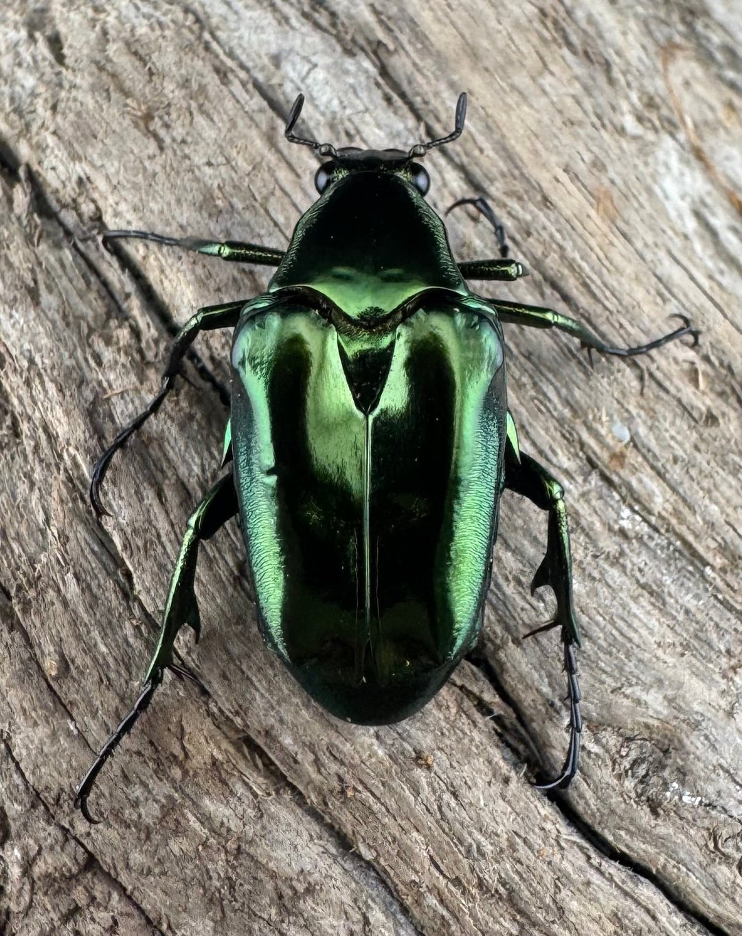 《ルソントゲアシハナムグリ Free ペア》