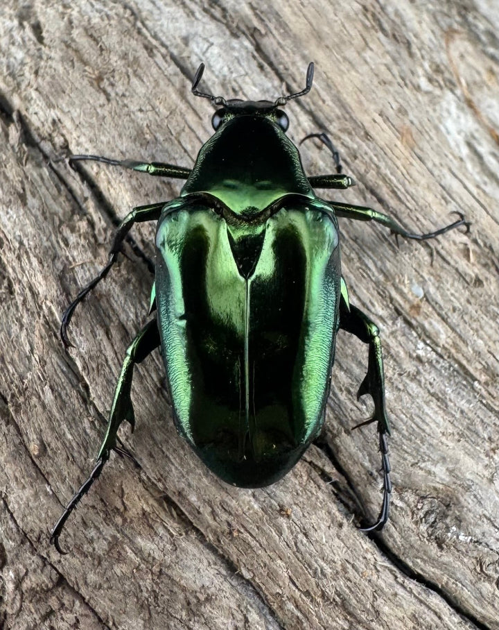 《ルソントゲアシハナムグリ Free ペア》