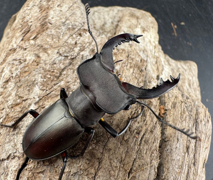 【WD】《クラッペリッヒミヤマ 42mm ♀脚黄紋 ペア》