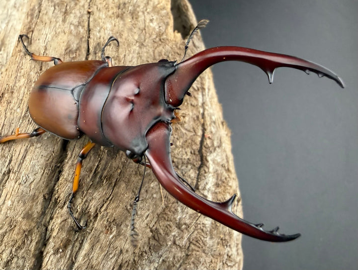 【WD】《アスタコイデスノコギリ ベンクール産 65mm ペア》