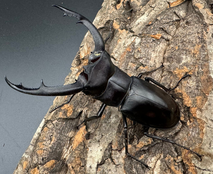 【WD】《マンディブラリスフタマタ 82mm ペア》