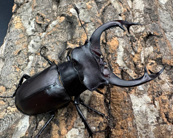 《アクベシアヌスミヤマ 80mm ペア》②