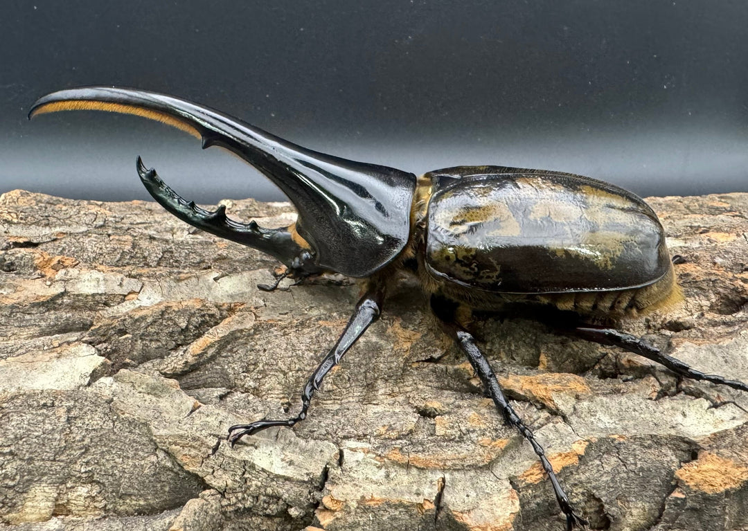 《ヘラクレス・ヘラクレス 150mm ペア》