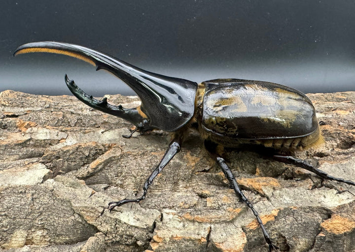 《ヘラクレス・ヘラクレス 150mm ペア》