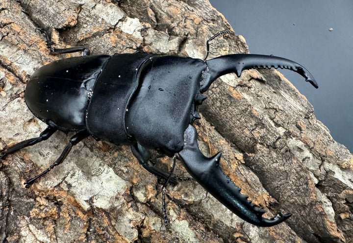 【WD】良型《パラワンオオヒラタクワガタ 96mm ペア》