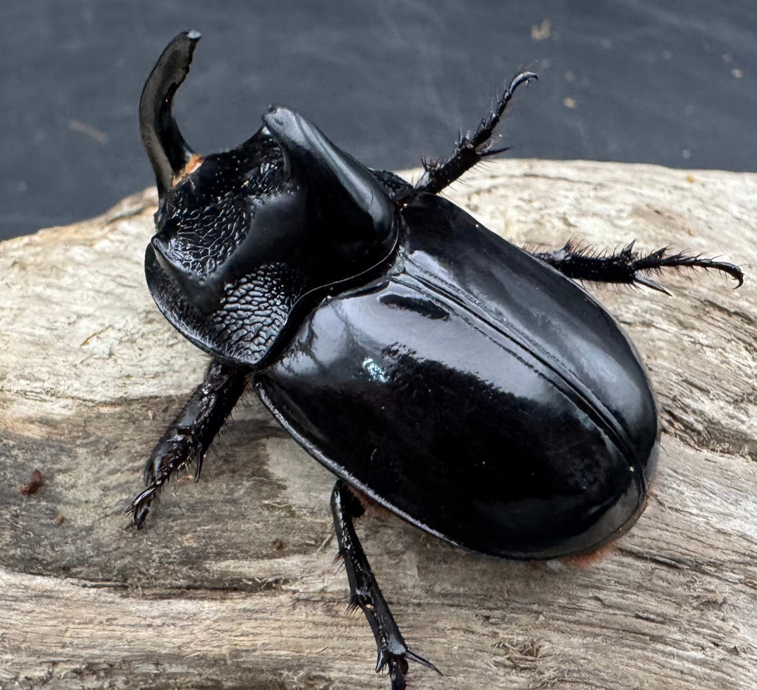 【WD】《シムソンメンガタカブト 南カリマンタン産 45mm ♂単》