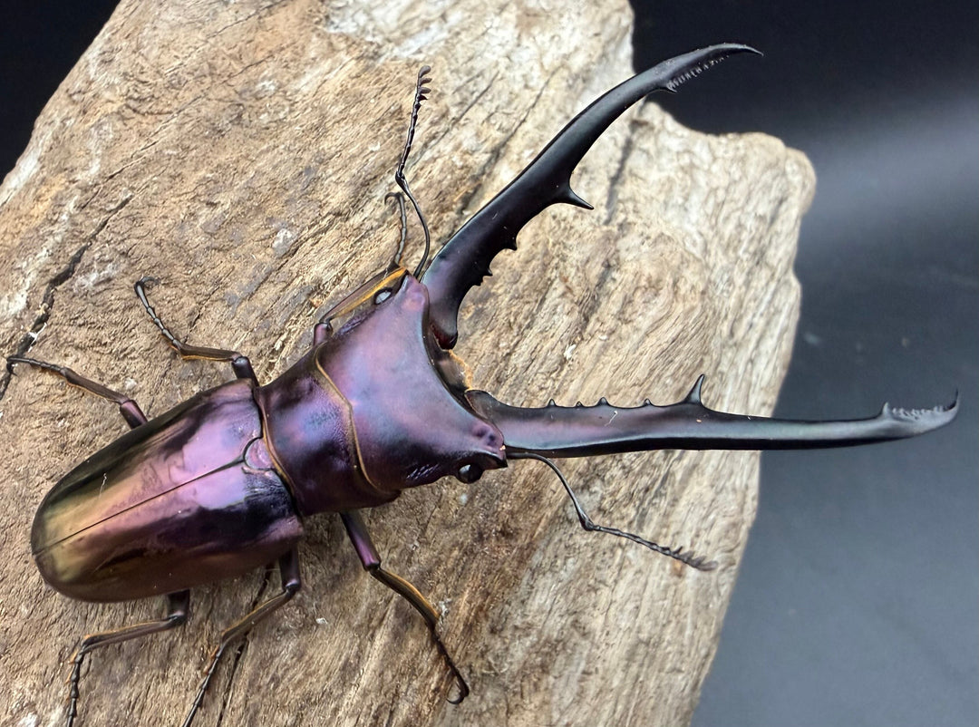 《メタリフェルホソアカ亜種フィナエ パープル系 73mm ペア》