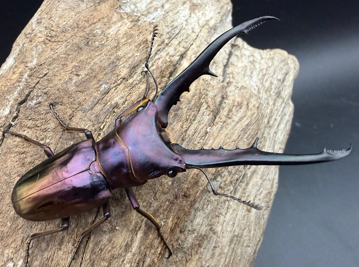 《メタリフェルホソアカ亜種フィナエ パープル系 73mm ペア》