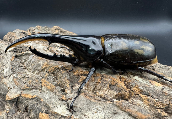 《ヘラクレス・ヘラクレス 144mm ペア》