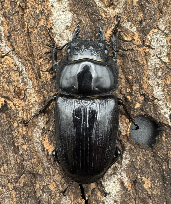 《オオクワガタ TT川西血統 54mm ♀単》ヒート氏ブリード個体