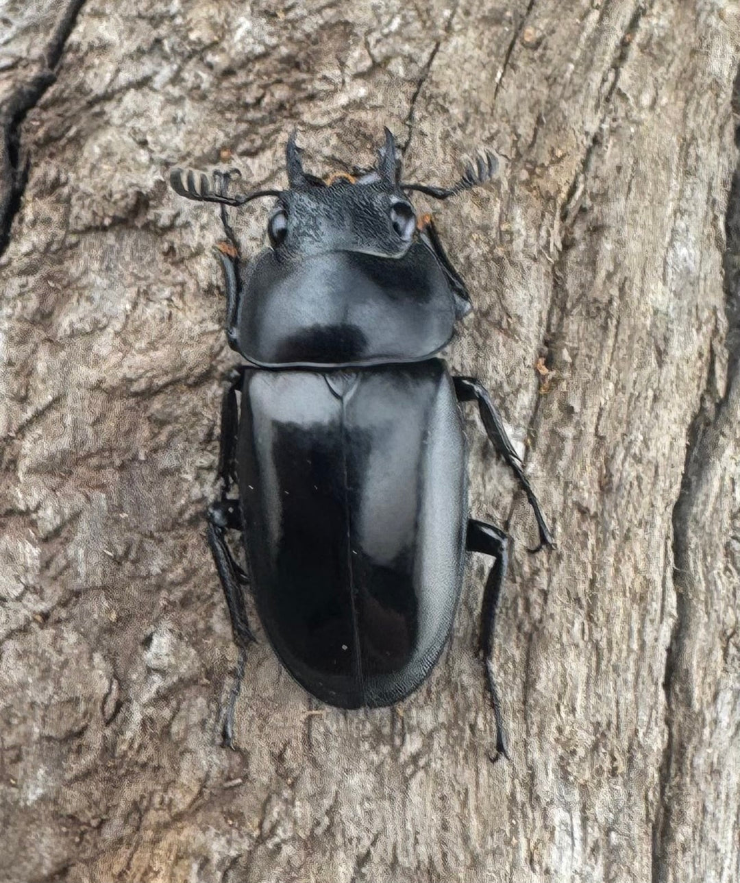 【WD】《ブッダノコギリ ミンダナオ産 53mm ペア》