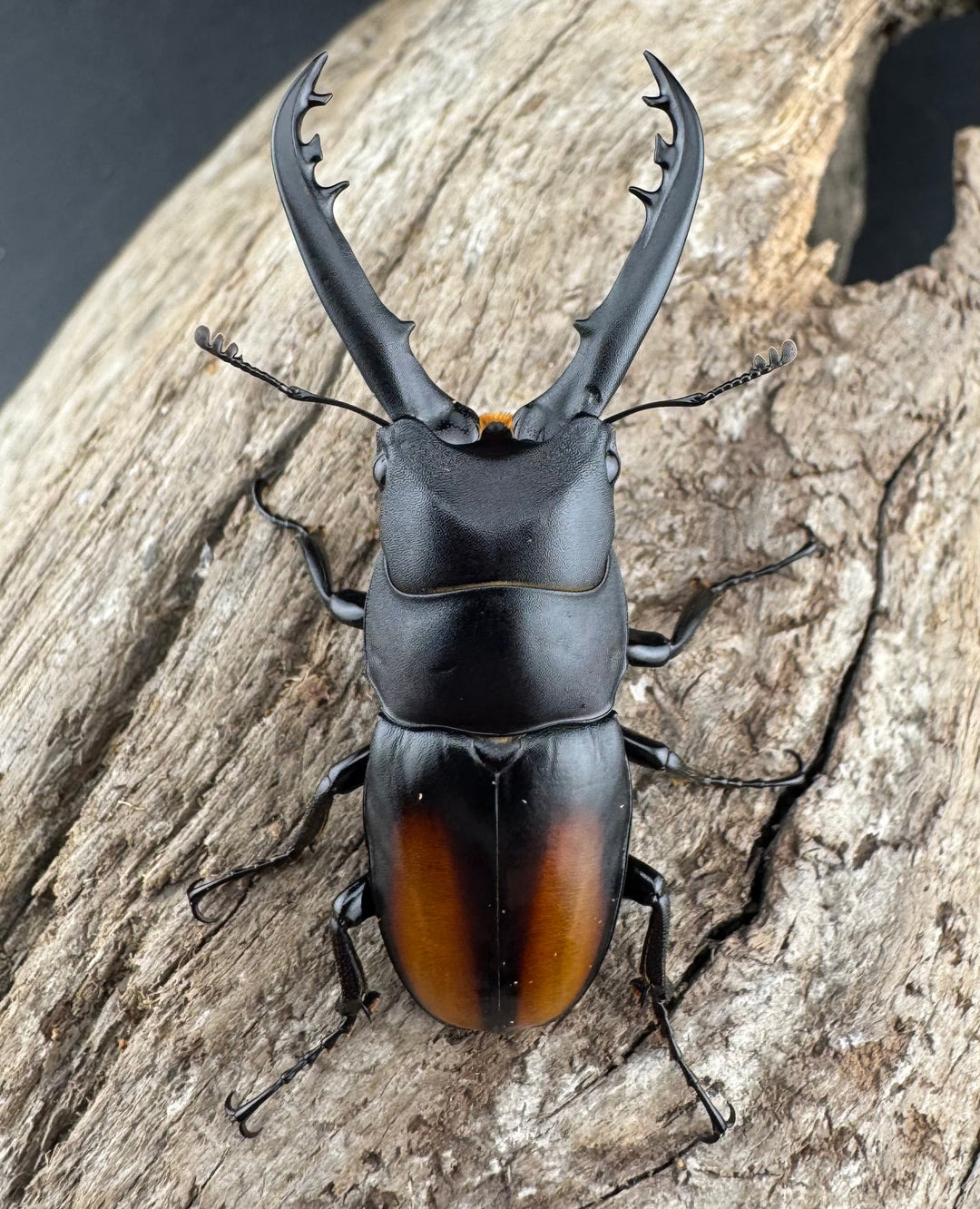 【WD】《スピネウスノコギリクワガタ 中国産 47.5mm ペア》