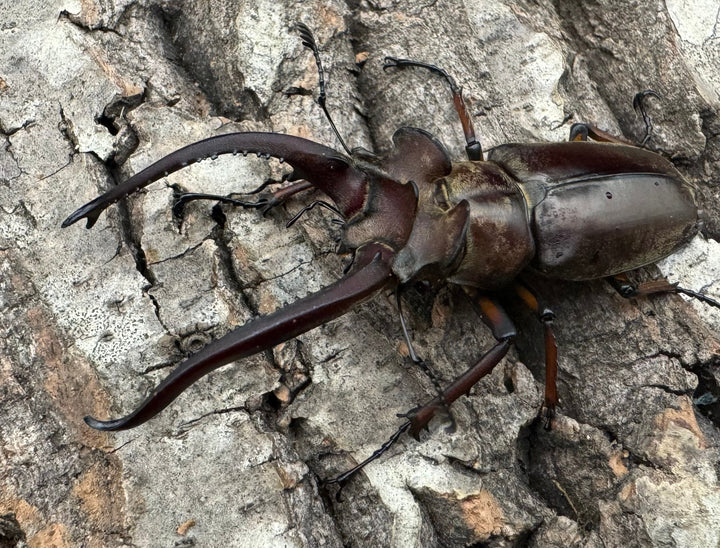 【WD】《ラミニフェルミヤマ  70mm ♂♀♀トリオ A'品》