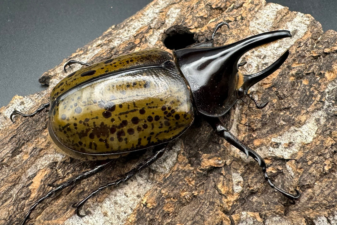 【WF2】《モロンオオカブト 69mm ペア》