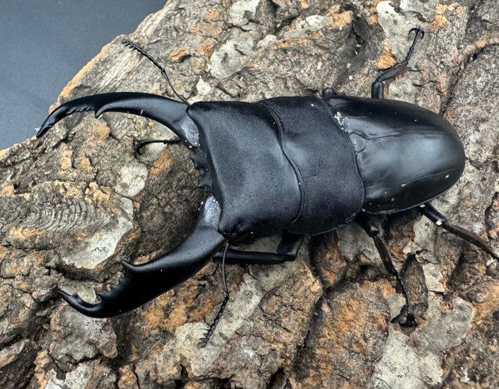 【WD】《南カマリネスヒラタ 92mm ♂単》