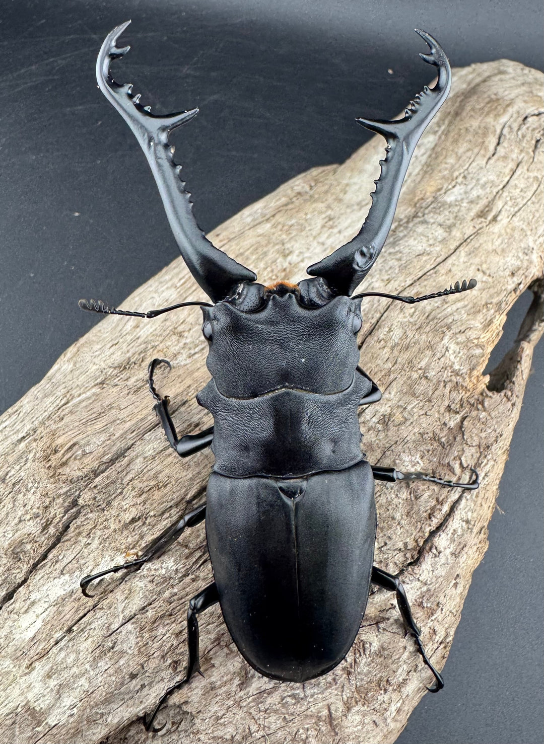 【WD】《 ギラファノコギリ亜種ケイスケ 102mm ペア》