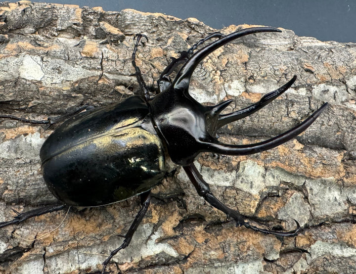 【WD】特別特価《ミンダナオアトラスオオカブト 80mmUP ペア》