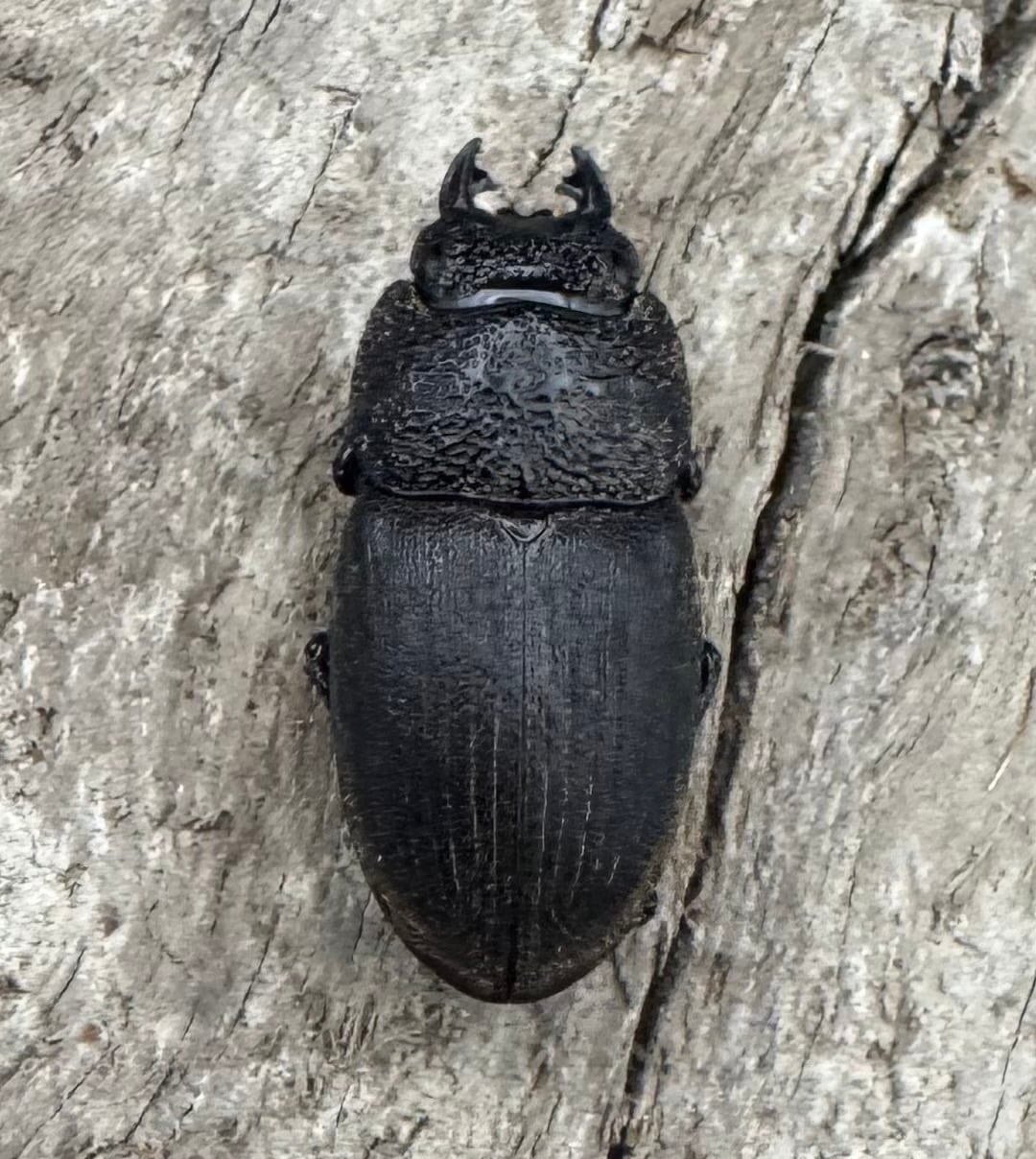 【WD】《フィリピンネブト亜種バンガイエンシス 34.5mm ペア》