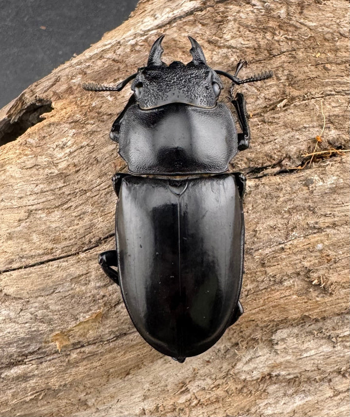 【WD】《セアカフタマタ（パリーフタマタ） 80mm ペア》