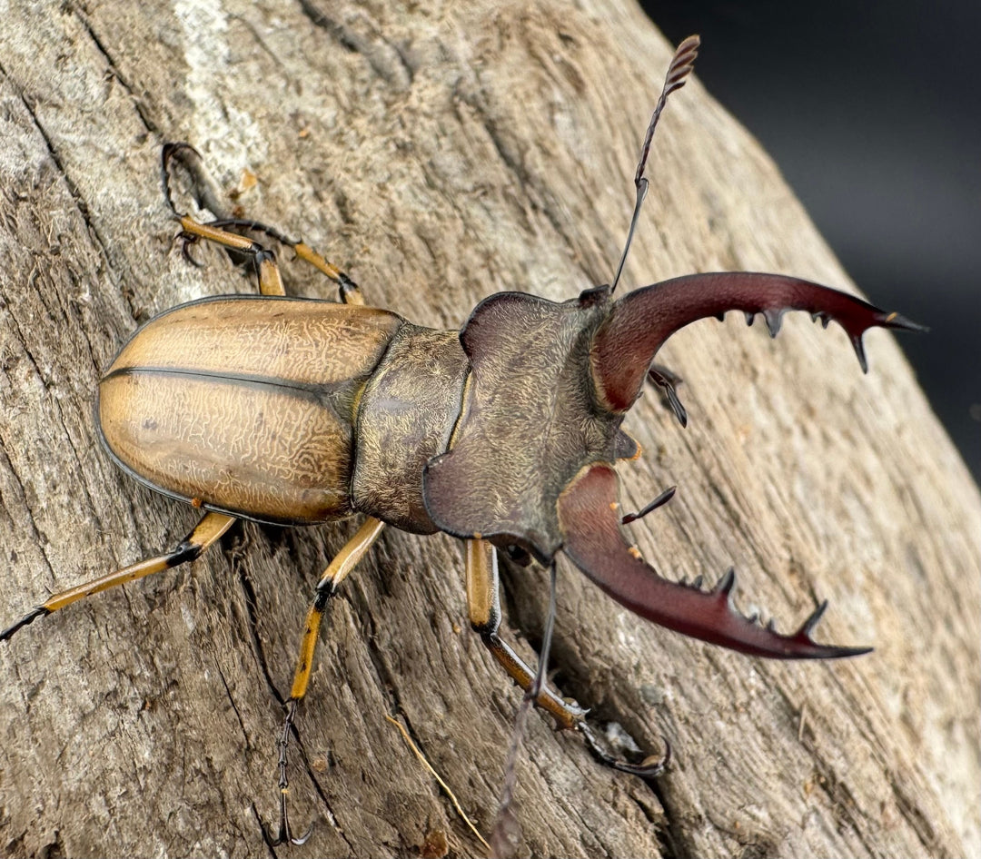 【WD】《デラバイミヤマクワガタ 39.5mm ペア》