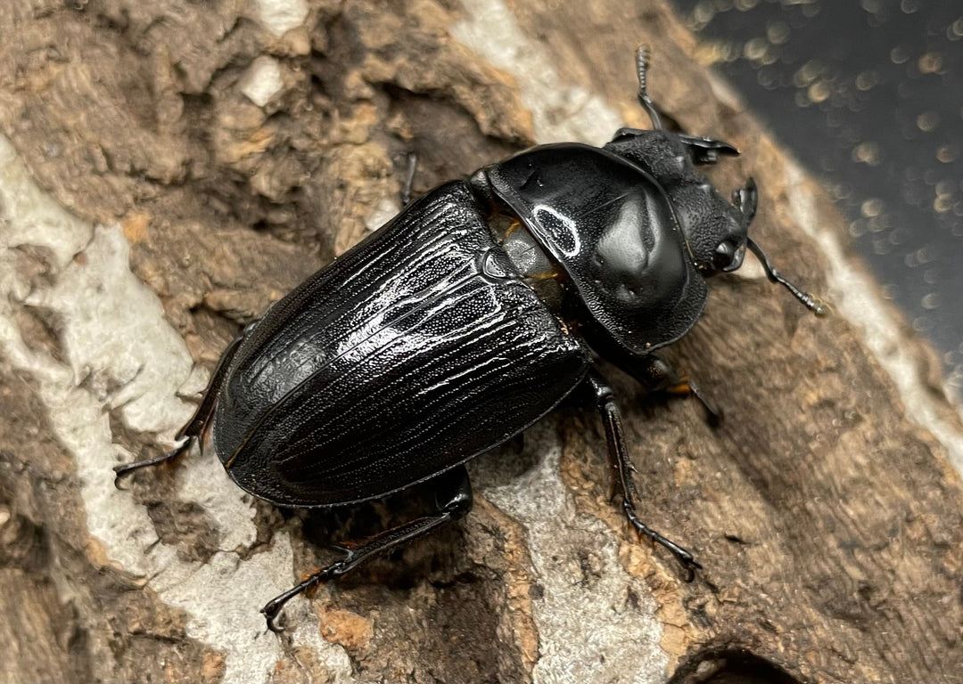 《ホペイオオクワガタ SL血統 73mm ペア》