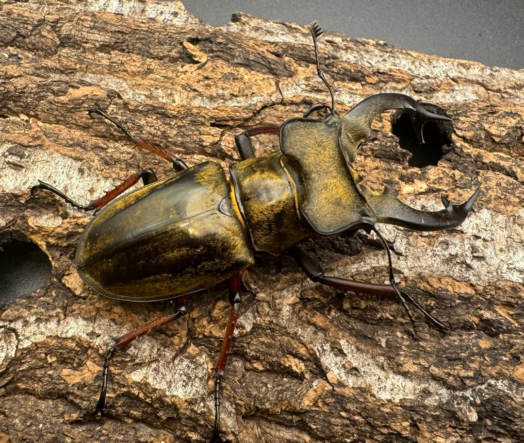 【WD】《セリケウスミヤマ原名亜種 68mm ペア》